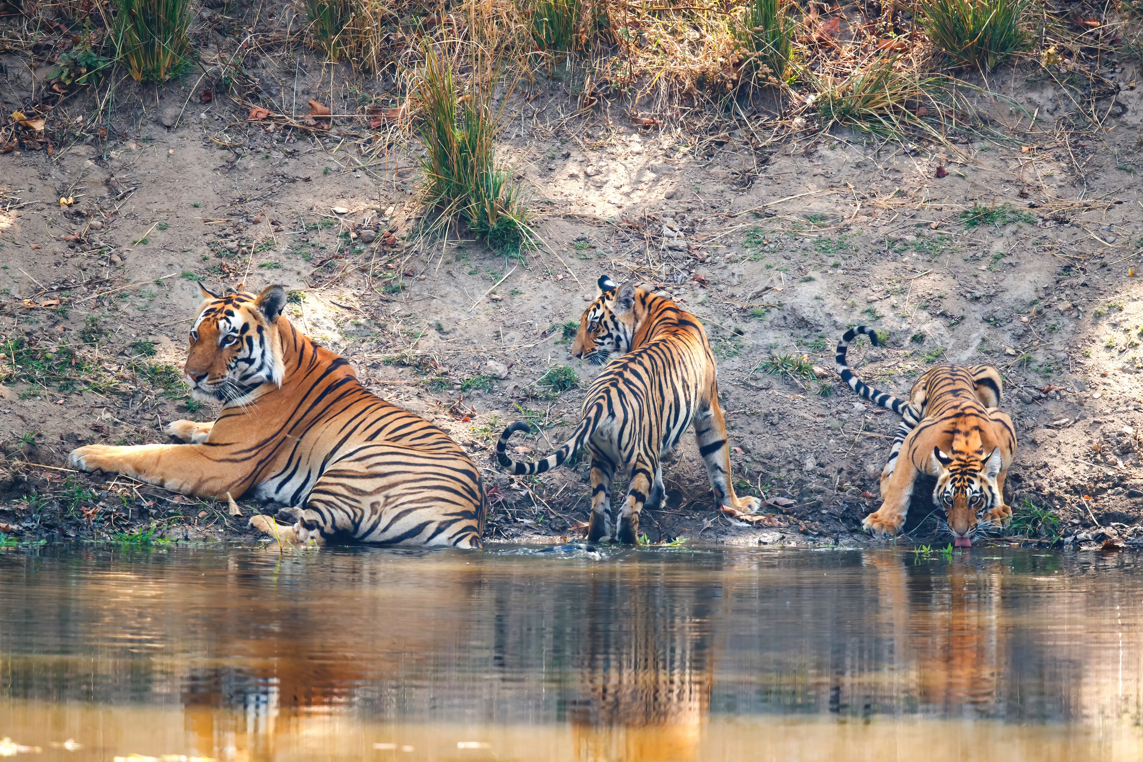 Tiger with Cubs at Kanha